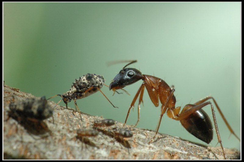 Муравьи Camponotus Sanctus