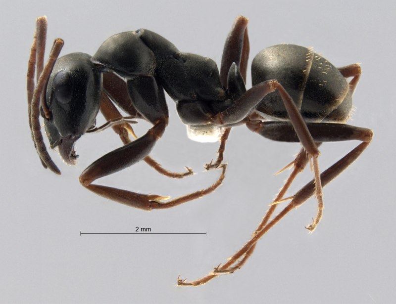 Serviformica Fusca