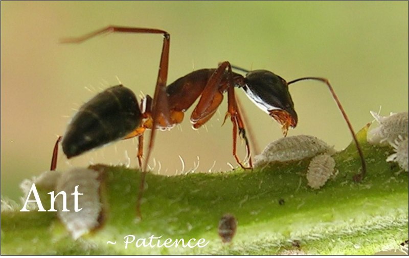 Camponotus saundersi