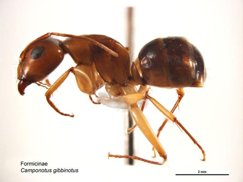 Camponotus arrogans