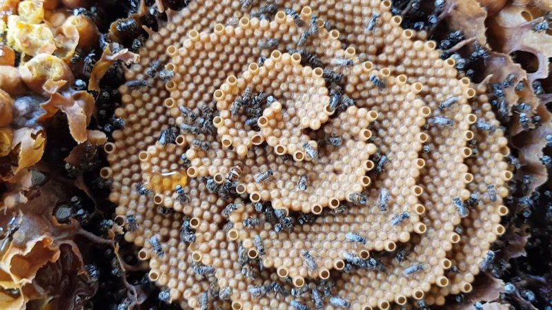 Австралийские пчелы Tetragonula carbonaria