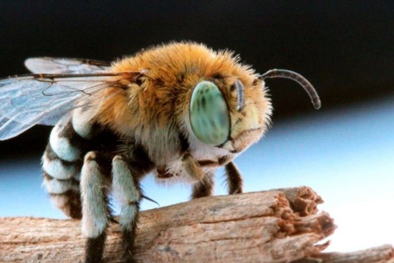 Amegilla cingulata