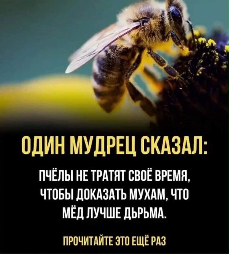 Пчёлы не тратят своё время чтобы доказать Мухам