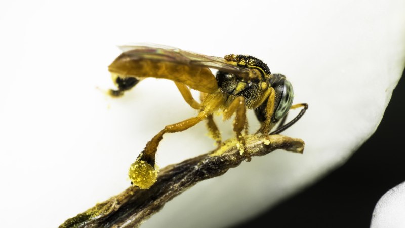 Tetragonisca angustula