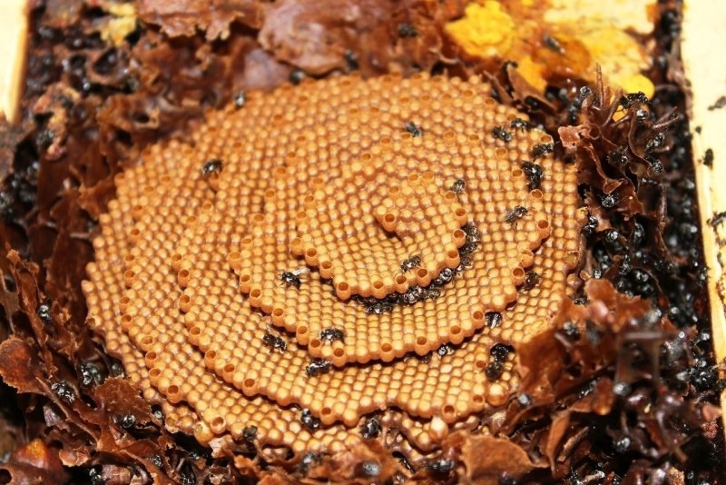 Австралийские пчелы Tetragonula carbonaria
