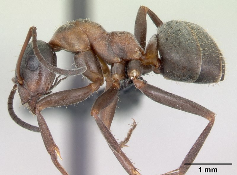 Муравьи Formica rufibarbis