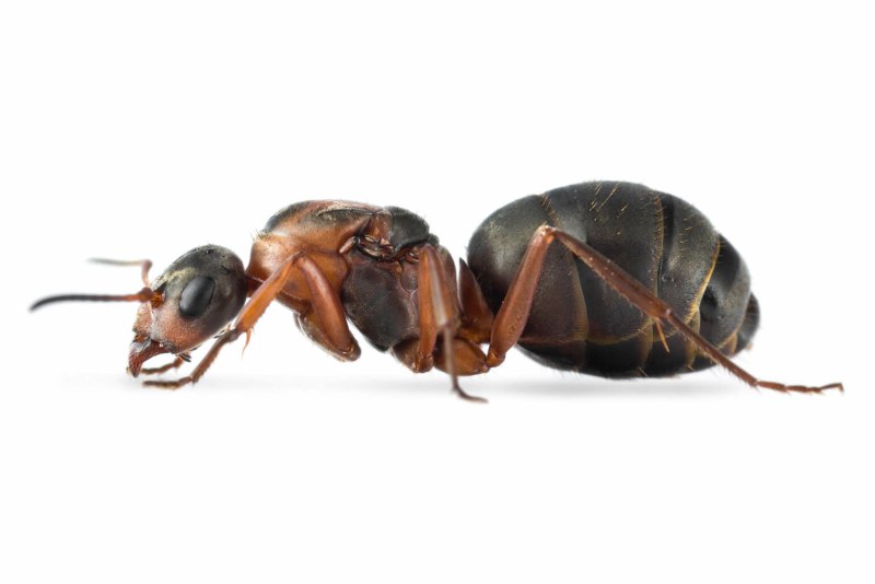 Муравей Formica cinerea