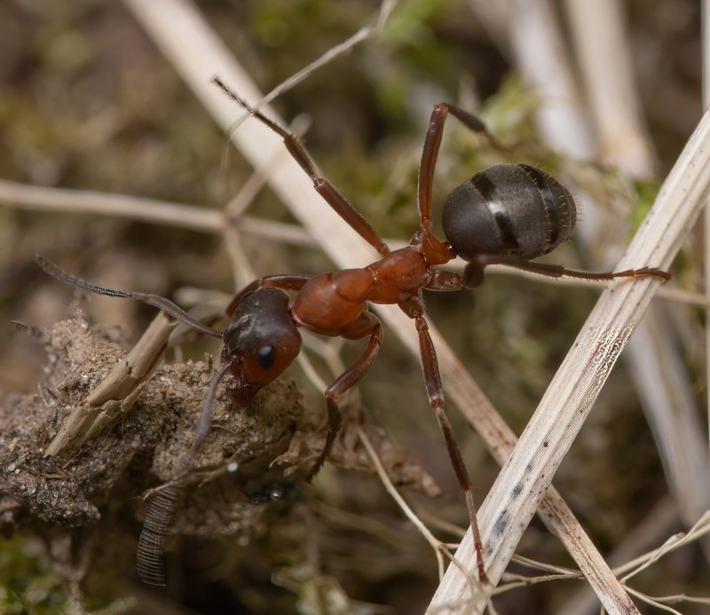 Formica (Raptiformica) sanguinea