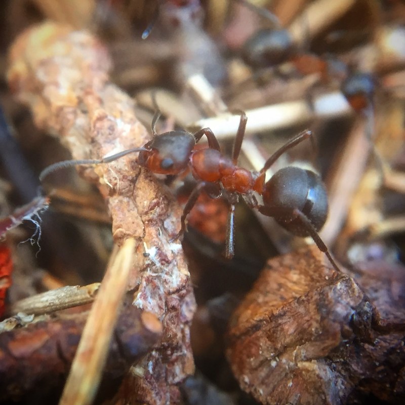 Formica lugubris