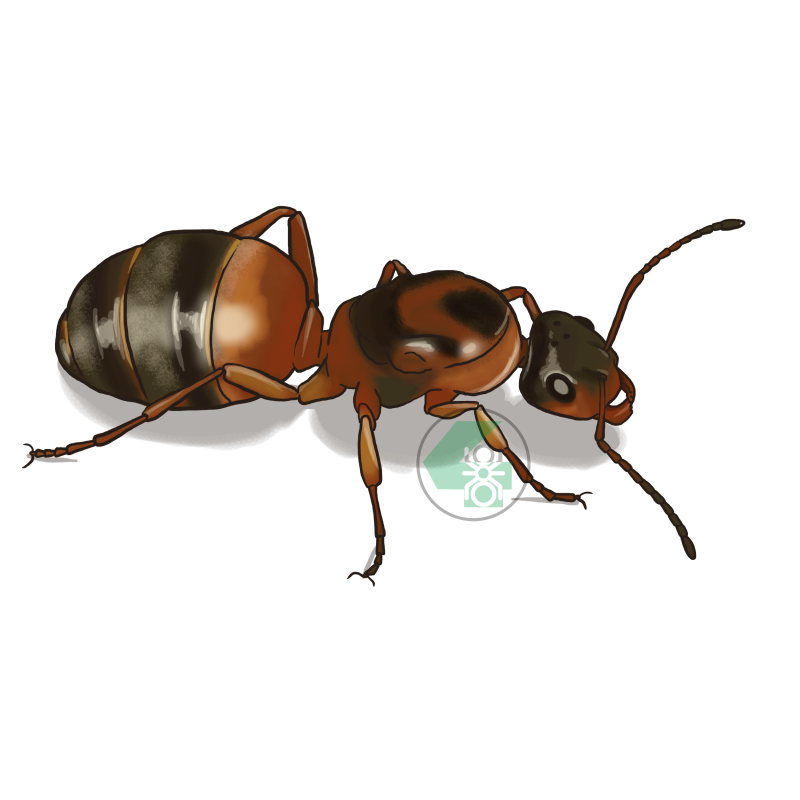 Serviformica rufibarbis