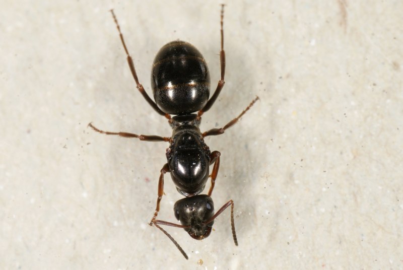 Serviformica Fusca