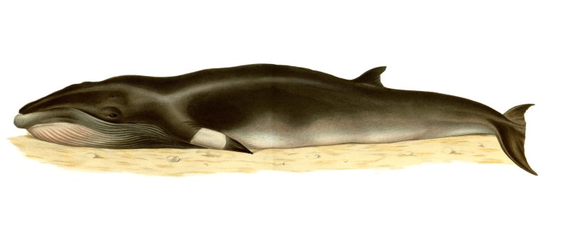 Малый полосатик Balaenoptera acutorostrata