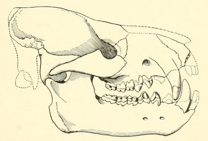 Achaenodon