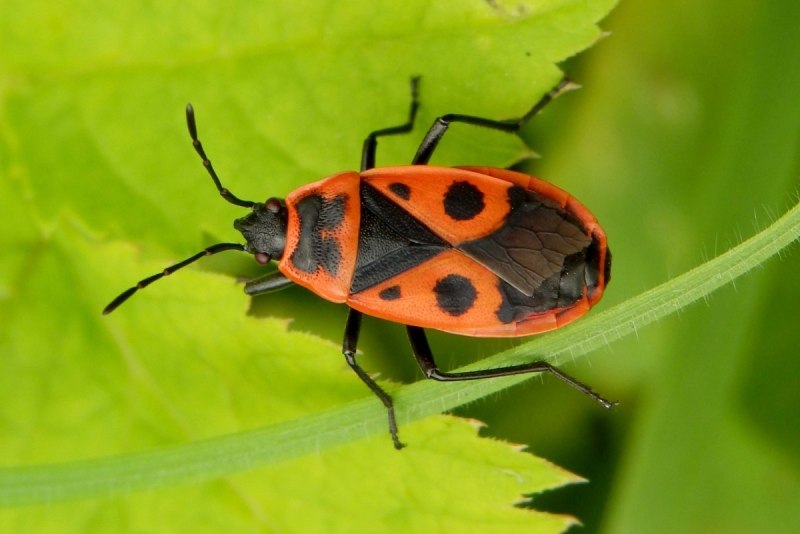 Клоп-солдатик – Pyrrhocoris apterus