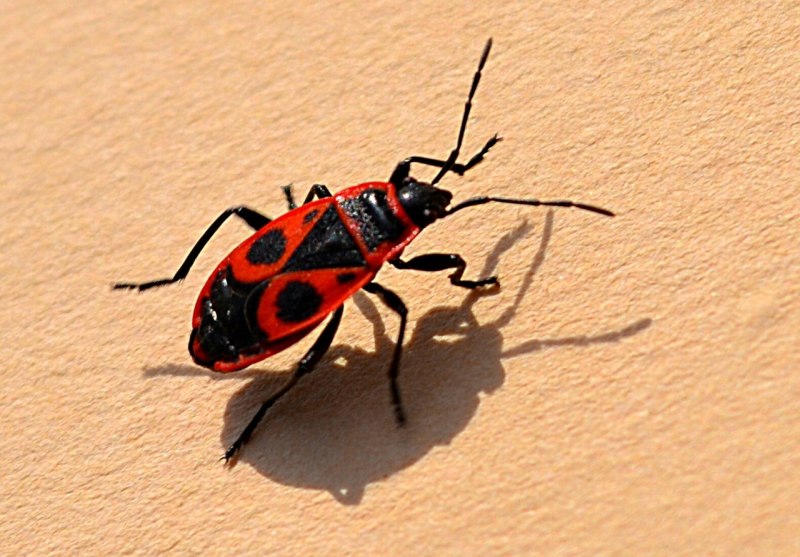 Клоп-солдатик Pyrrhocoris