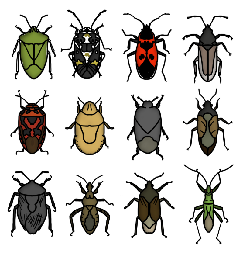 Клоп-солдатик Pyrrhocoris