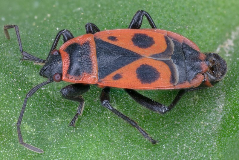 Клоп-солдатик – Pyrrhocoris apterus