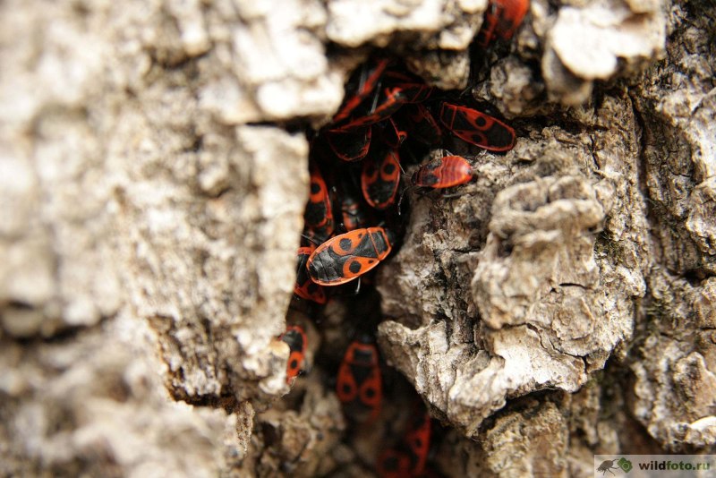 Клоп-солдатик Pyrrhocoris