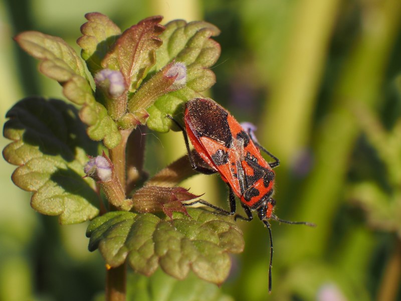 Клоп-солдатик – Pyrrhocoris apterus
