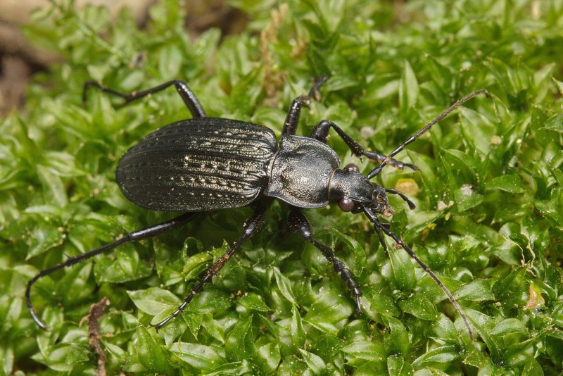 Жужелица зернистая - Carabus granulatus