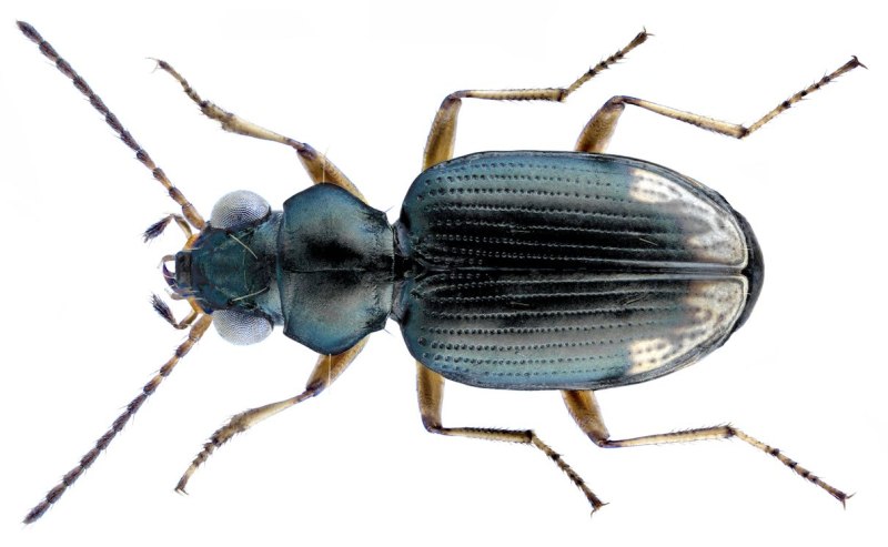 Bembidion lunatum