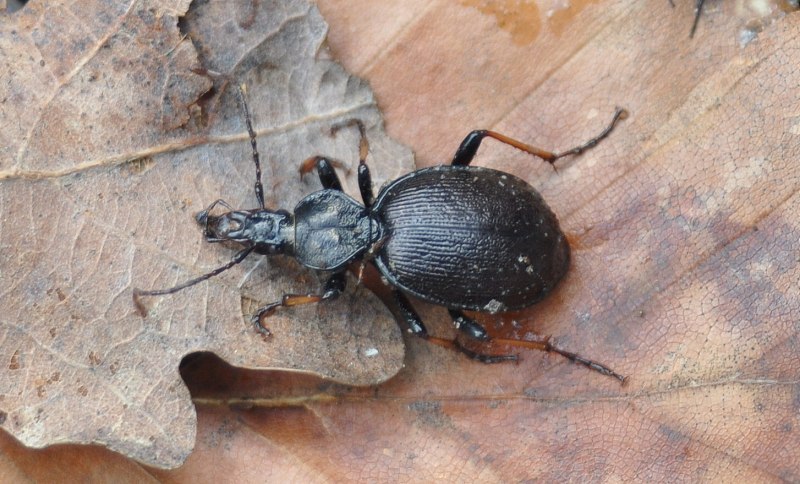 Cychrus caraboides