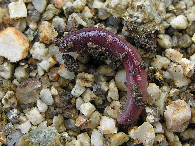 Lumbricus terrestris обыкновенный дождевой червь