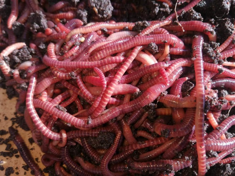 Калифорнийский червь и Старатель