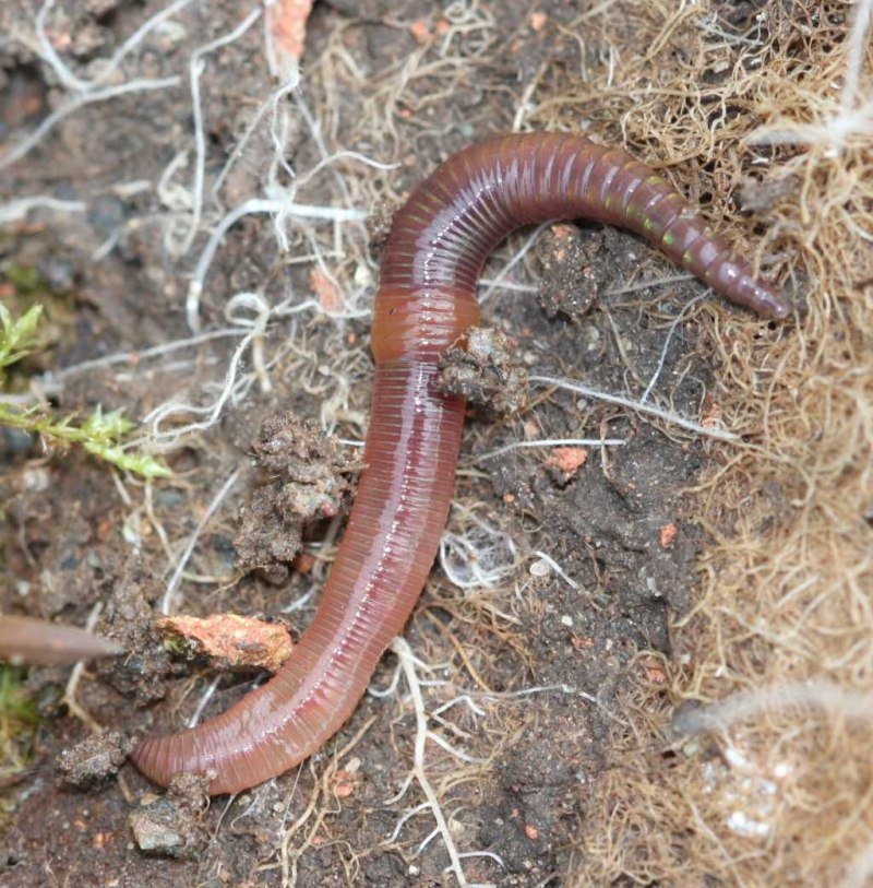 Выползок малый – Lumbricus rubellus