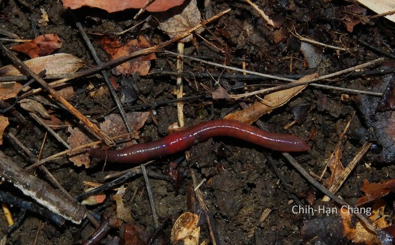 Выползок малый – Lumbricus rubellus