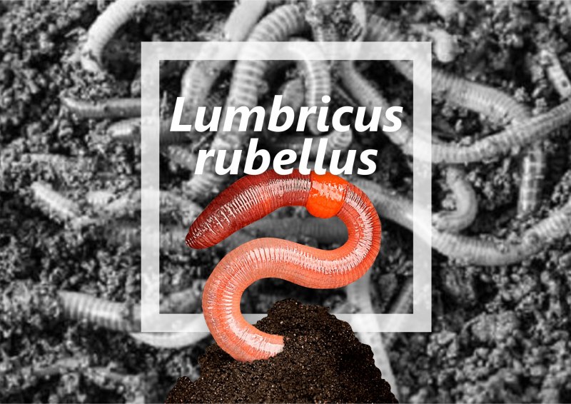 Выползок малый – Lumbricus rubellus