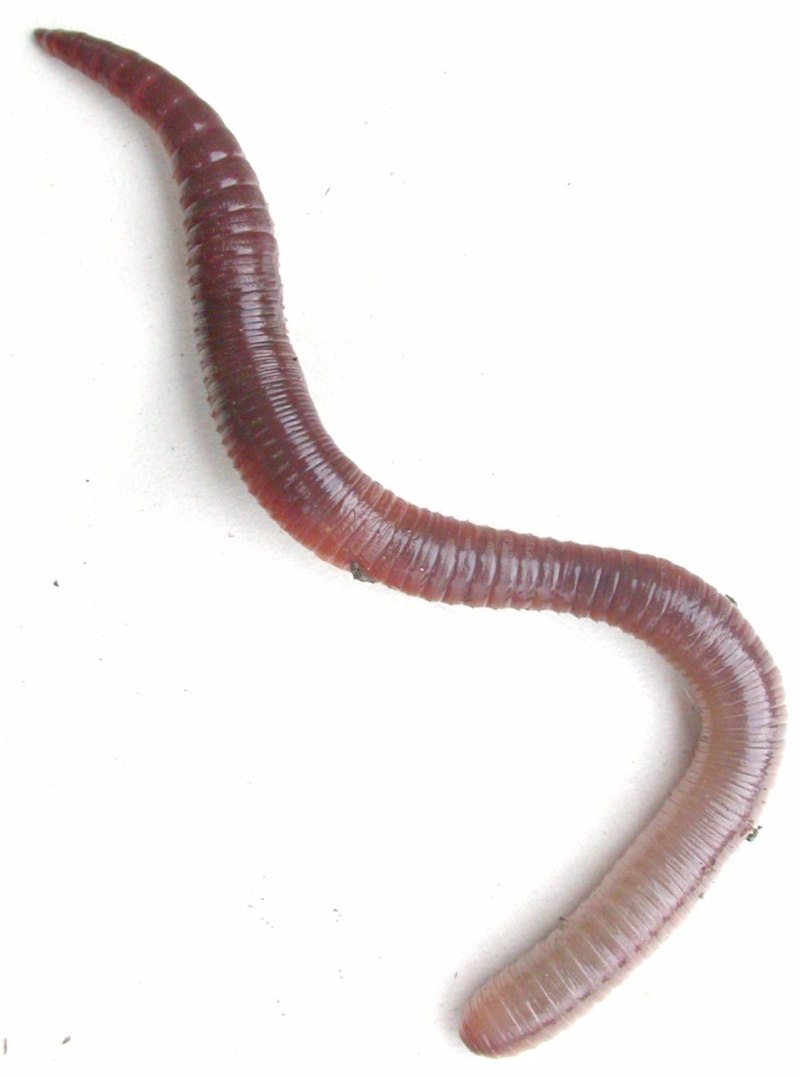 Червь Земляной (Lumbricus terrestris)