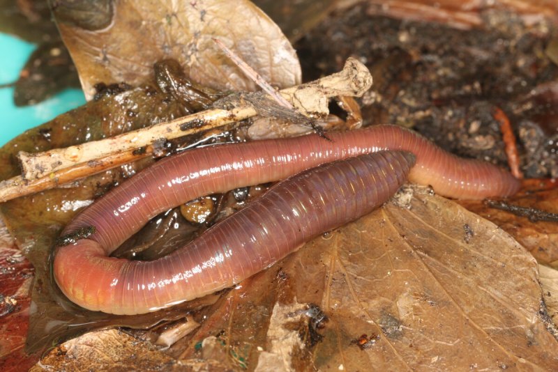 Червь Земляной (Lumbricus terrestris)