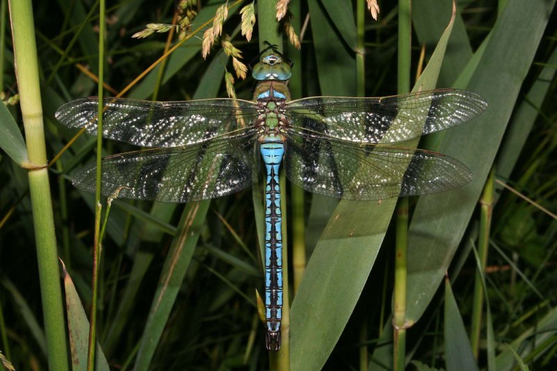 Anax Imperator 150 р.