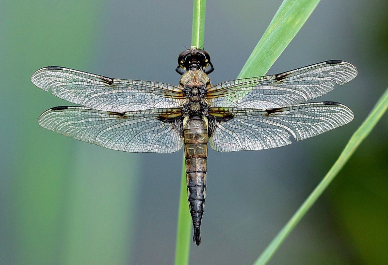 Стрекоза Austrophlebia costalis