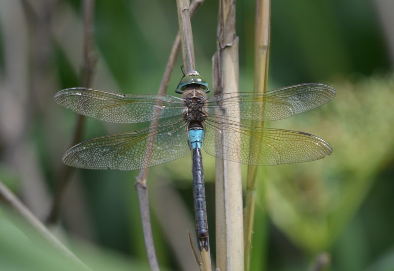 Anax Parthenope (Selys, 1839) - Стрекозы.