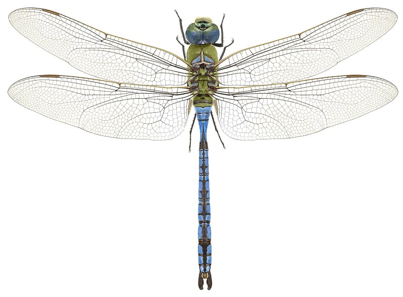 Дозорщик-Император – Anax Imperator ( Leach , 1815) (5 категория)