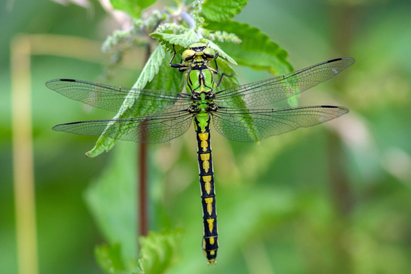 Ophiogomphus Cecilia