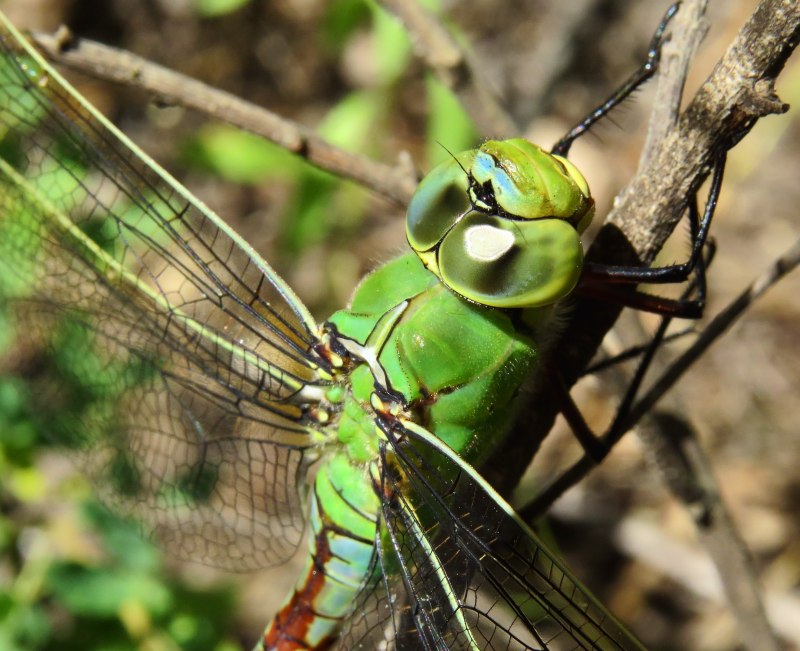 Дозорщик-Император (Anax Imperator)
