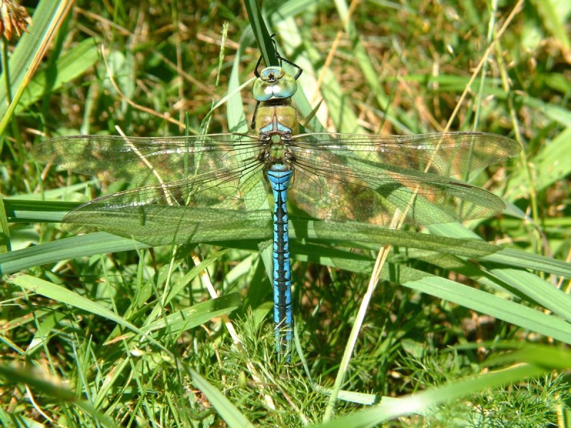 Aeshna crenata