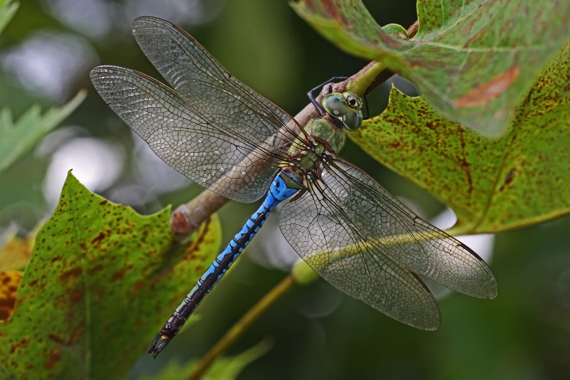 Стрекозу Дозорщик-Император (лат. Anax Imperator)