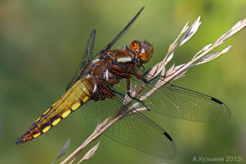 Стрекоза плоская Libellula depressa
