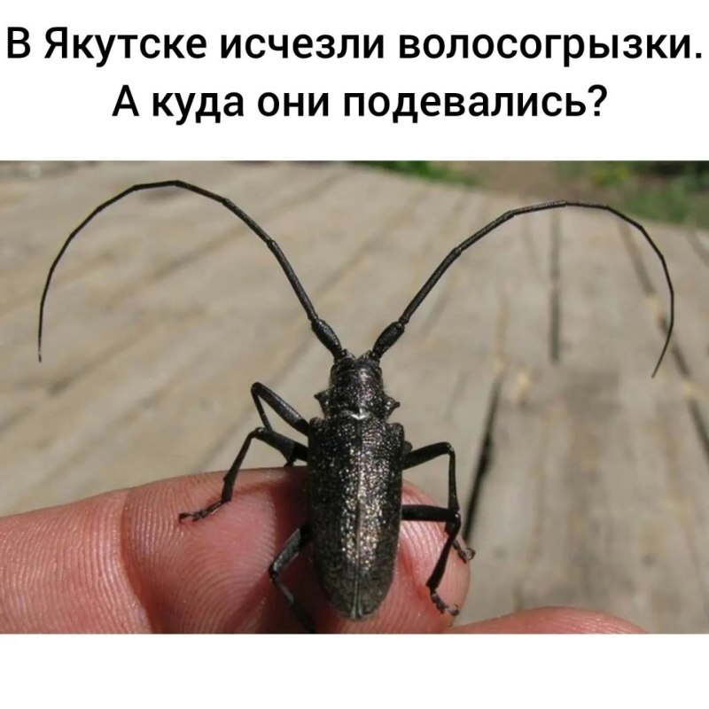 Жук усач древоточец