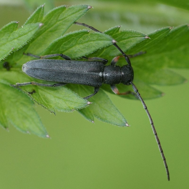 Phytoecia cylindrica
