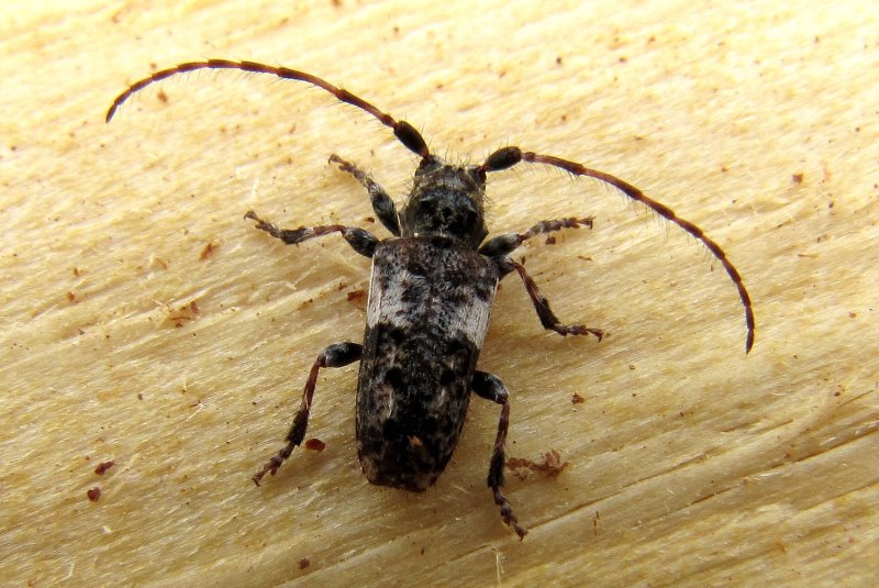 Pogonocherus fasciculatus