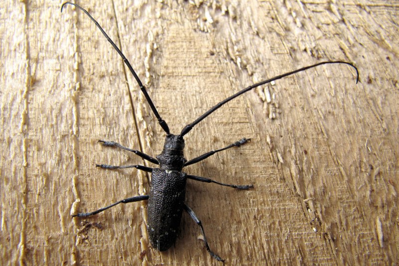 Жук усач Monochamus