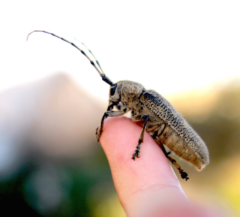 Saperda carcharias куколка