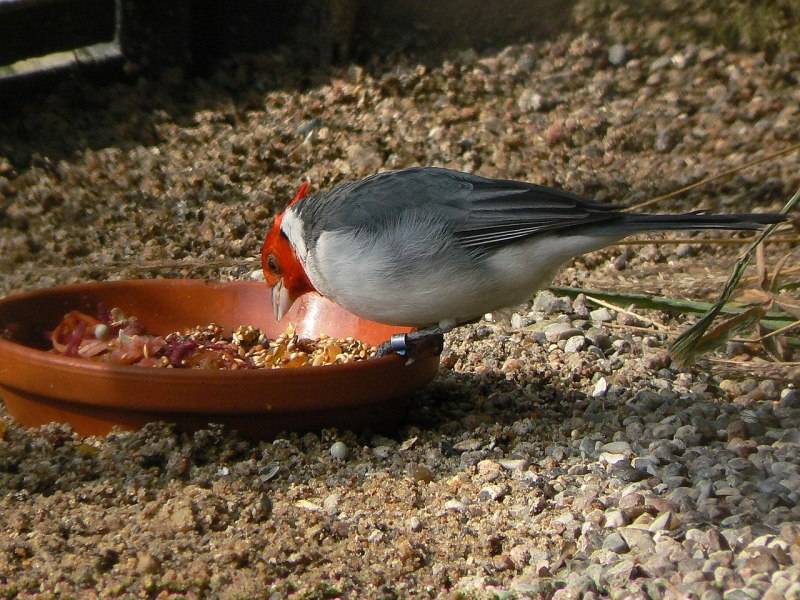 Paroaria nigrogenis