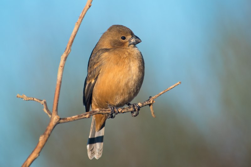 Зяблик (fringilla COELEBS)