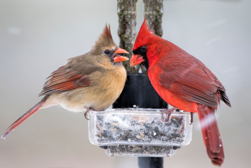 Bird Feeders Winter